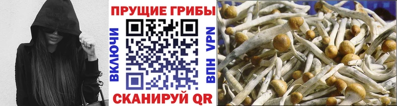Галлюциногенные грибы Cubensis Гатчина