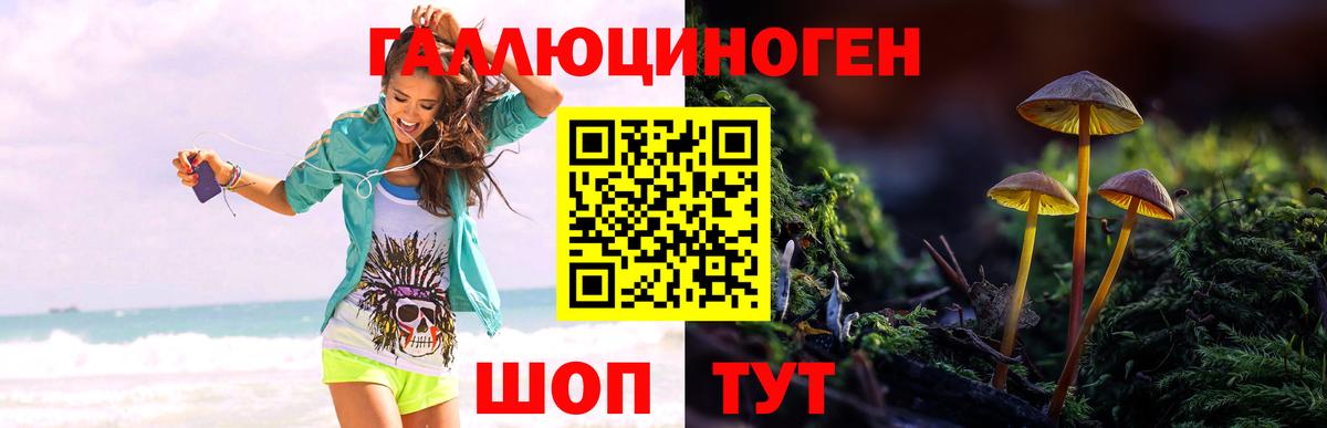 Галлюциногенные грибы прущие грибы  Гатчина  Псилоцибиновые грибы Cubensis 